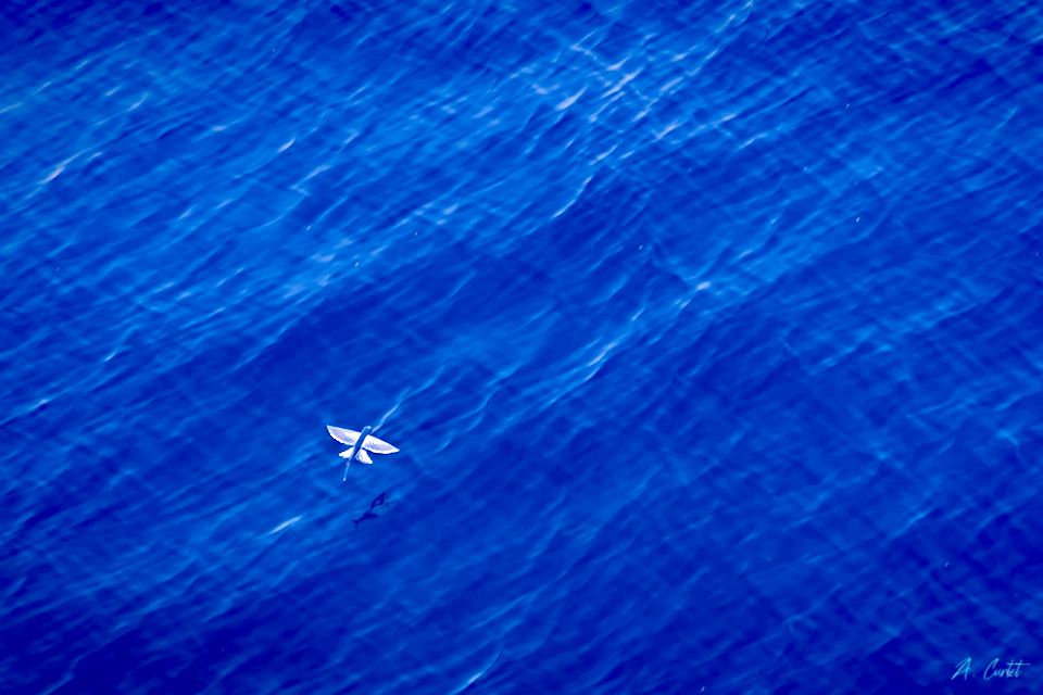 2022 05 24 IMG 0951 Flying fish 0 fb