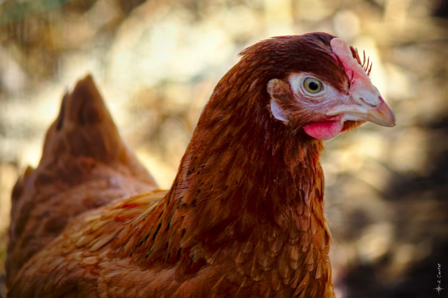 Portrait de poule