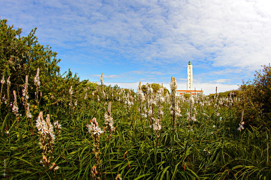 IMG 9455 Flowers and lighthouse fb