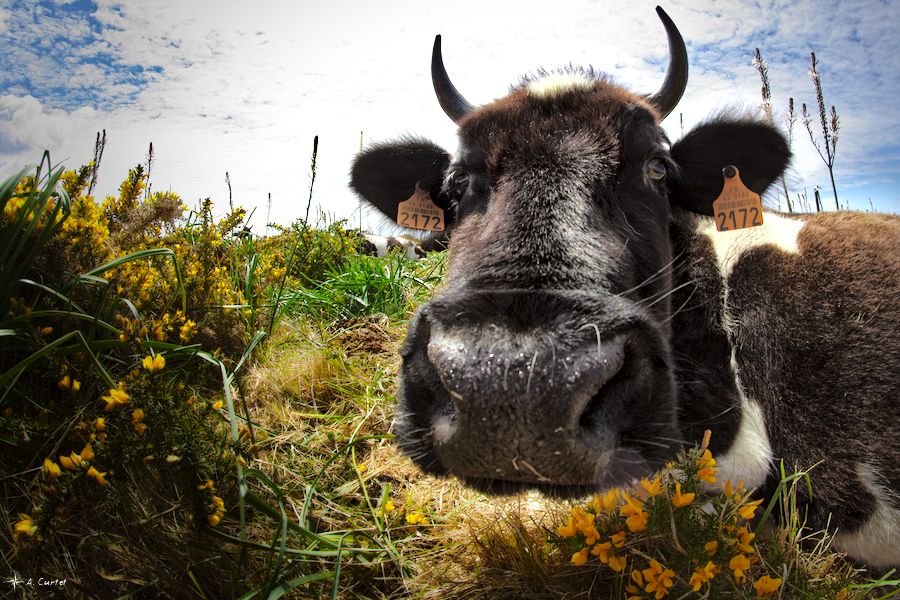 IMG 9482 Curious cow fb