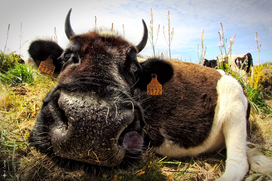 IMG 9486 Resting cow fb