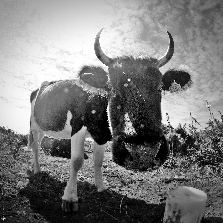 IMG 9537 Cow fb