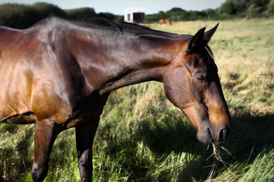 IMG 0700 Grazing horse fb