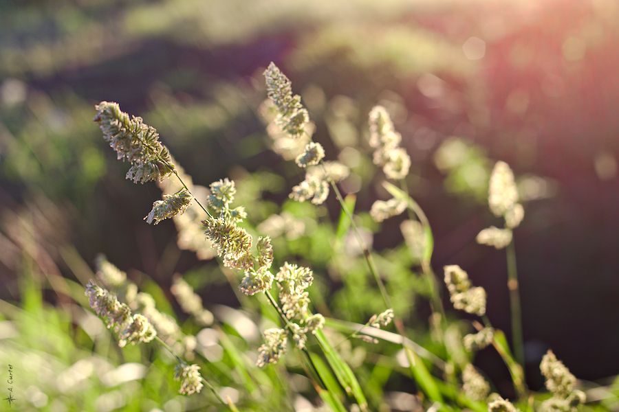 IMG 0721 Flowers at golden hour fb