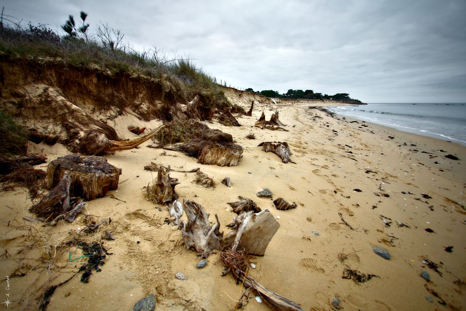 2018 03 22 IMG 5360 Damaged dune fb