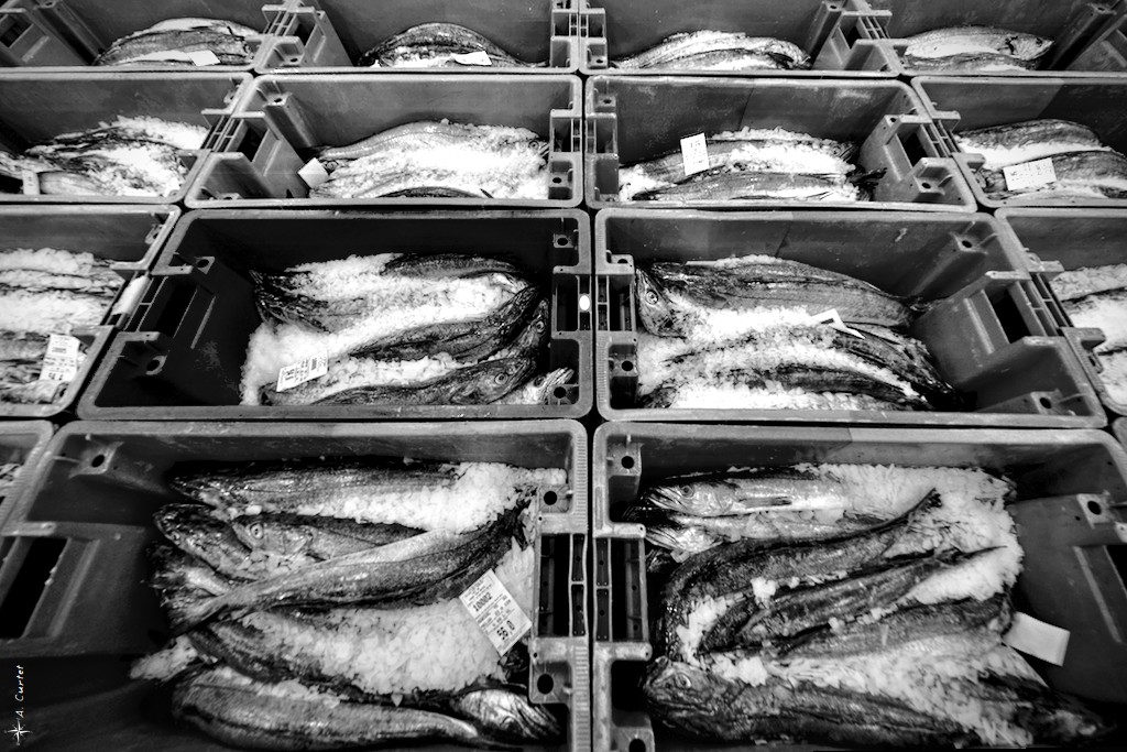 2018 06 15 IMG 0543 fish boxes BW 1024px