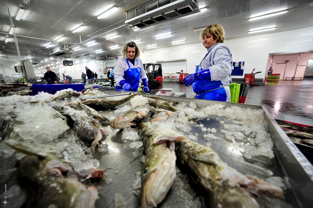 2018 06 15 IMG 0558 Fish sorting 1024px