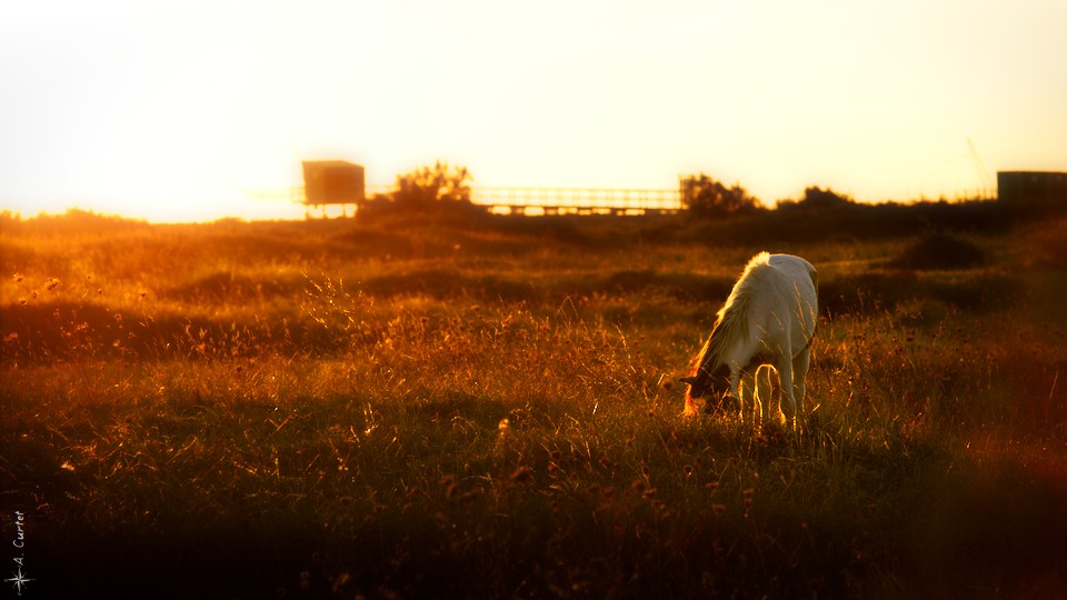 2018 09 14 IMG 5020 Horse in golden light fb