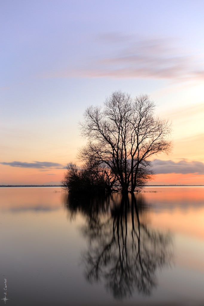 2019 01 17 MG 1218 Floating tree 0 1024px