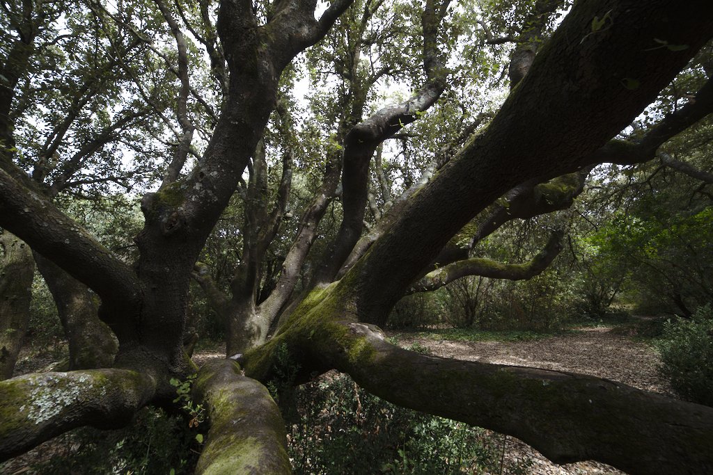 Où chacun peut apporter sa feuille à l'arbre.