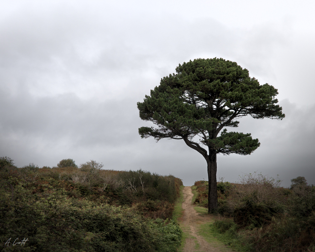 2019 09 29 IMG 0153 Lone tree 0 1024px